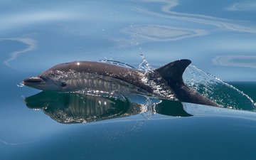 вода, море, брызги, дельфин, млекопитающее