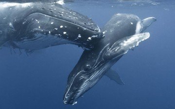 океан, киты, подводный мир, горбатые киты