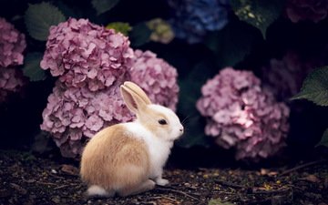 цветы, кролик, животное, гортензия