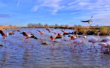 озеро, фламинго, панорама, птицы