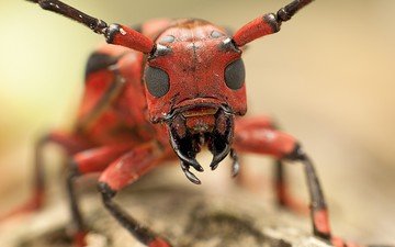 глаза, насекомое, муравей, усики, голова