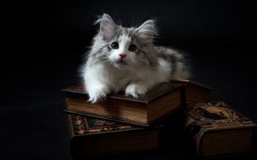 фон, кот, мордочка, усы, кошка, взгляд, книги, котенок