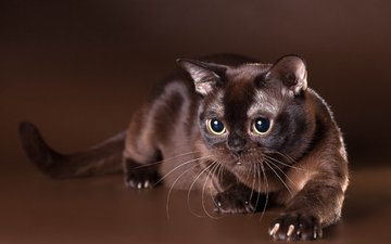 взгляд, бурма, бурманская кошка, шоколадный окрас