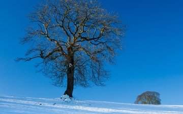 небо, снег, дерево, зима, пейзаж
