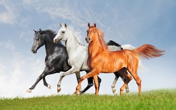 поле, черный, белый, лошади, кони, рыжий, три, тройка, красавцы