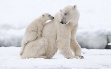 животные, полярный медведь, медведи, белый медведь