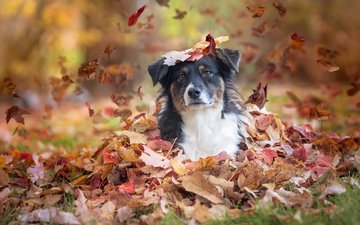 листья, взгляд, осень, собака, листопад, австралийская овчарка, аусси