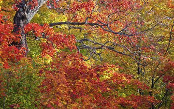 деревья, листья, ветки, осень