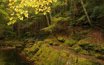 деревья, река, камни, лес, скала, осень
