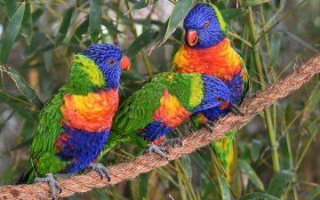 птицы, канат, попугаи, трио, радужный лорикет, многоцветный лорикет, троица, лорикеты