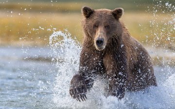вода, медведь, брызги, рыбалка, большой, бурый