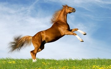небо, лошадь, поле, лето, одуванчики, конь, коричневый, резвится