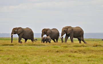 трава, природа, пейзаж, слоны, семья слонов, миграция