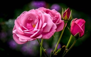 цветы, бутоны, розы, букет, розовые