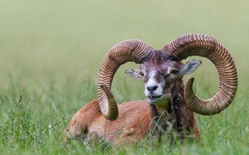 трава, природа, животное, рога, bighorn sheep, муфлон, горный баран