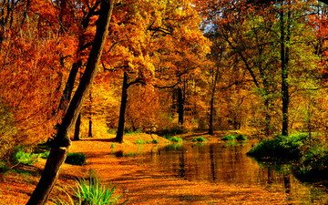деревья, лес, пейзаж, осень, пруд