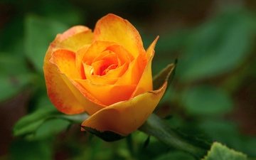 макро, цветок, роза, оранжевый