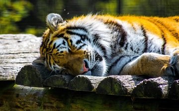 тигр, морда, сон, хищник, отдых, зоопарк, дикая кошка