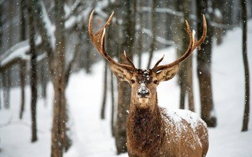 деревья, снег, лес, олень, зима, рога