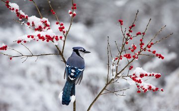снег, зима, ветки, птица, ягоды, сойка, голубая сойка