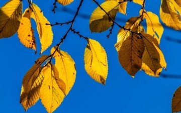 природа, листья, ветки, осень