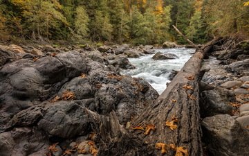 река, дерево, камни, лес, листья, ручей, осень, поток, бревно