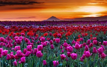 цветы, ночь, горы, цвета, пейзаж, поле, тюльпаны
