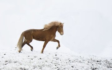 лошадь, снег, зима, ветер, ходьба