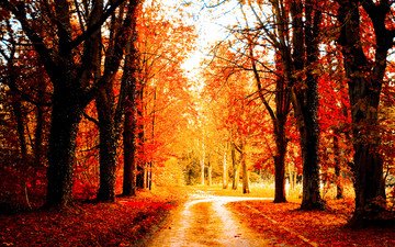 дорога, деревья, пейзаж, осень