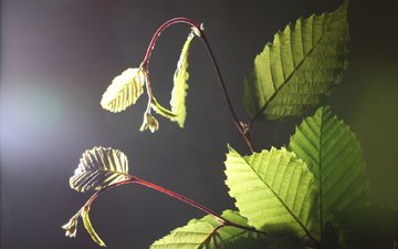 свет, ветка, листья, растение