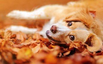 морда, листья, настроение, взгляд, осень, собака
