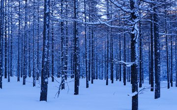 деревья, снег, лес, зима, стволы