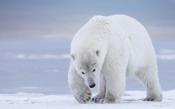 полярный медведь, медведь, белый медведь, аляска