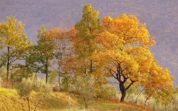 деревья, холмы, пейзаж, осень