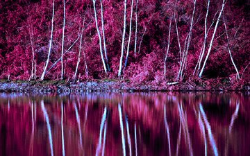 деревья, озеро, отражение, склон, осень