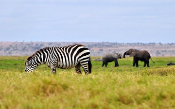трава, зебра, животные, слоны, саванна, штат джорджия