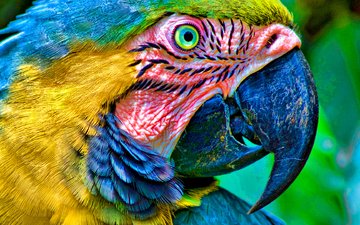 глаза, цвет, птица, клюв, перья, попугай, ара, голова