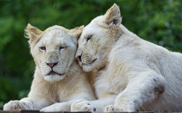 пара, кошки, львы, львята, белый лев, ©tambako the jaguar