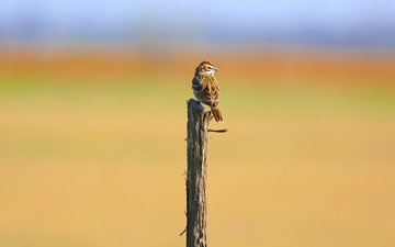 птица, воробей, деревянный столб
