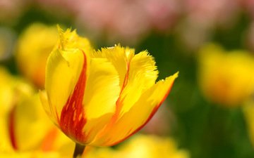 цветы, макро, лепестки, весна, тюльпаны