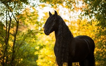 лошадь, осень, конь, грива, жеребец