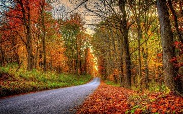 дорога, деревья, лес, пейзаж, парк, осень