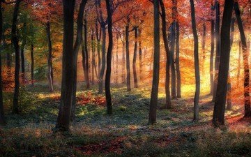 деревья, солнце, природа, листья, кусты, осень