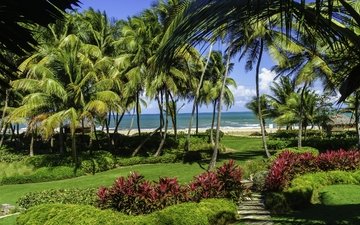 пляж, пальмы, море.берег, сан-хуане, пуэрто-рико