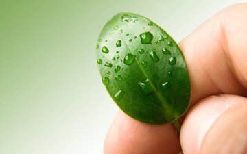 вода, рука, зелёный, капли, лист, листик, пальцы