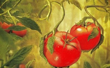 овощи, живопись, помидоры