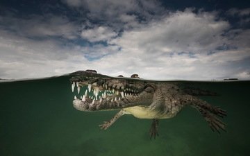 вода, природа, крокодил