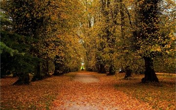 дорога, деревья, пейзаж, парк, осень