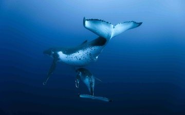 океан, кит, подводный мир