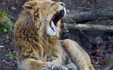 кошка, лев, язык, зевает, ©tambako the jaguar